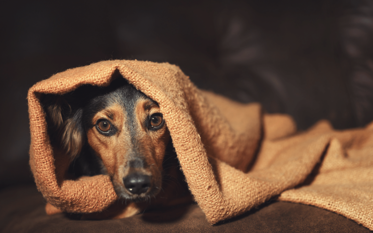 How to support your dog on Bonfire Night