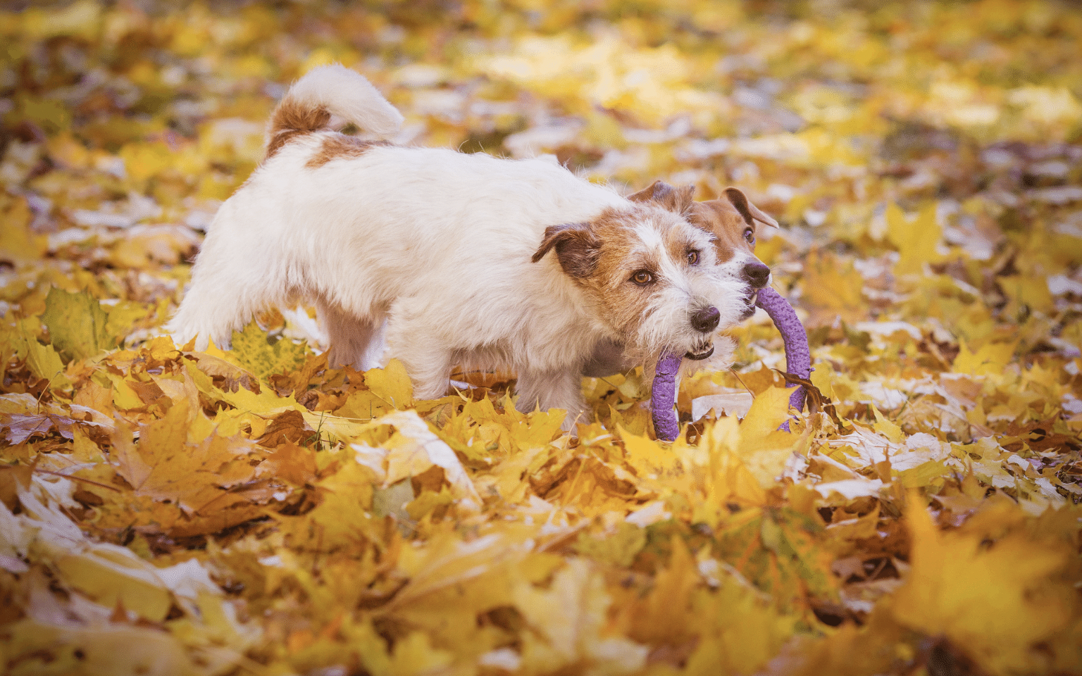 support your dog on bonfire night