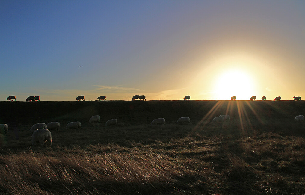 Elmley