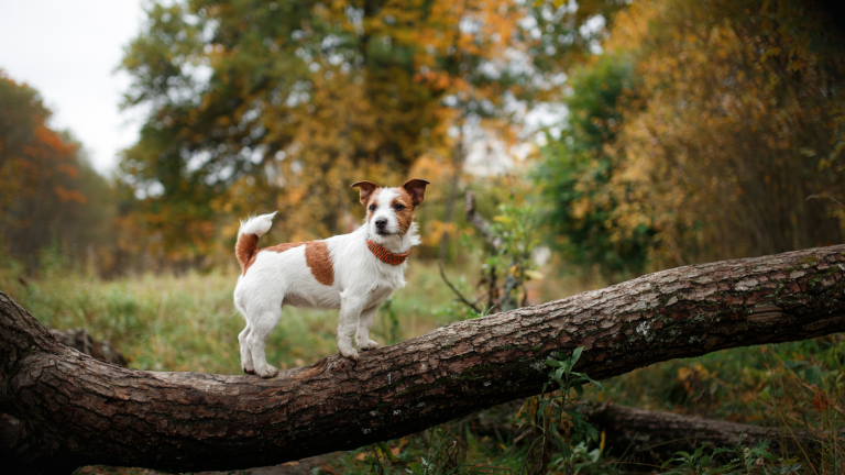 Dog Walking Month? Time for Walkies!