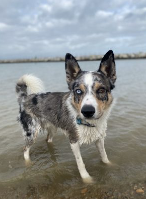 Dog Walking Swale